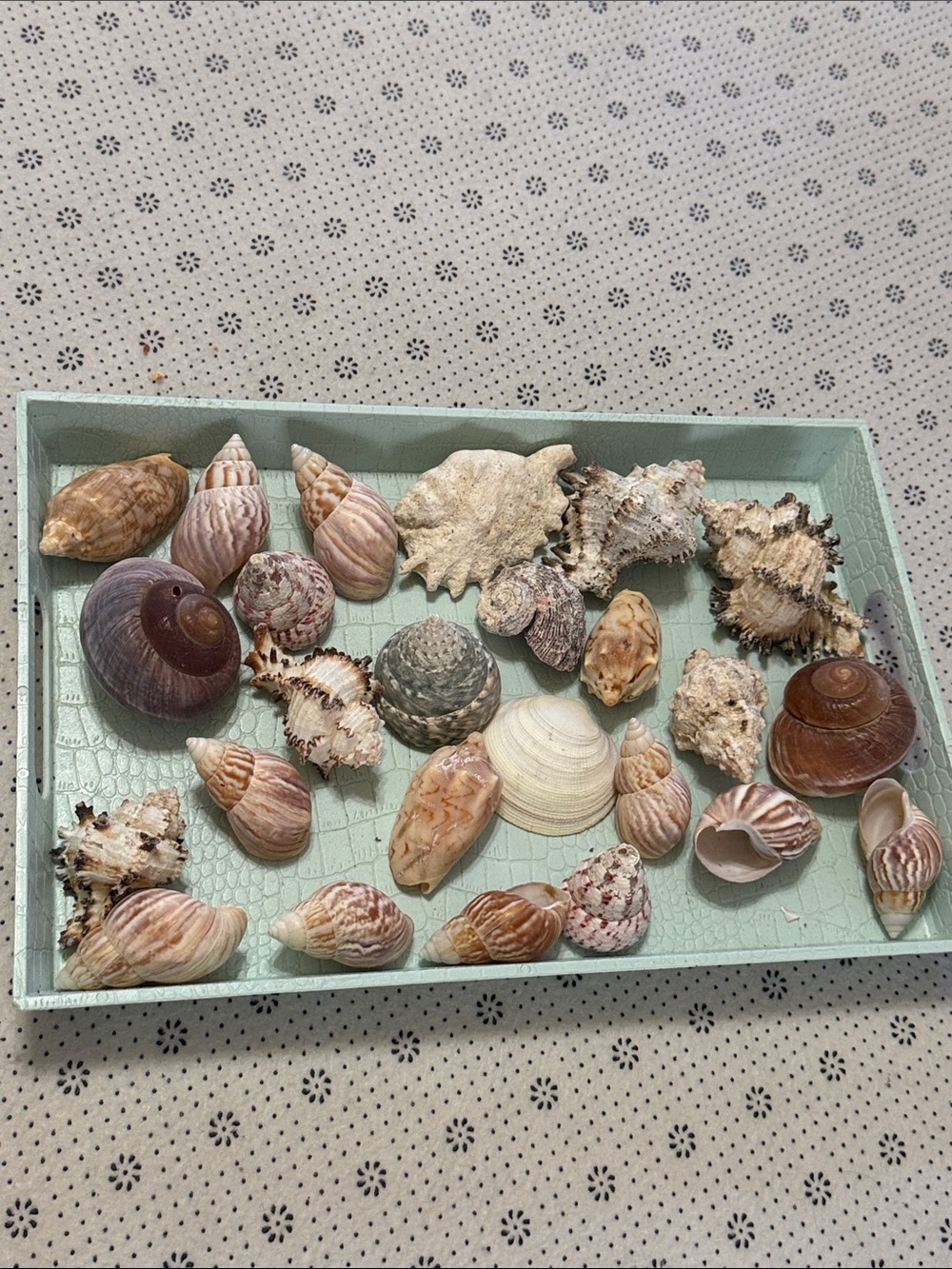 Mixed Seashell Decorative Tray - Natural Beige & Brown Tones